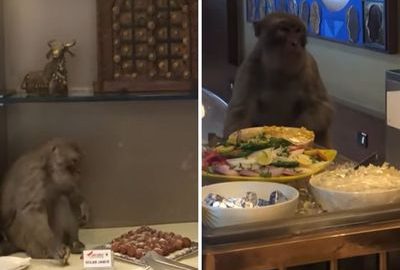 monkey buffet