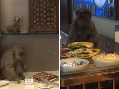 monkey buffet